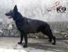 Thau of k-9 TOP TRAINING