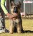 Trish Real K-9