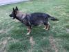 Yanka Real K-9
