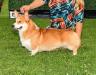 Canadian Grand Champion Excalibur's Runnin Outta Sunshine