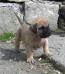 MARUKA SPALATO BULL