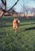 (Winterreise) Toveri Half a Guinea
