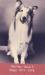  Lassie  V (Hey Hey)