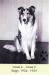  Lassie (Jr.) II
