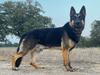  Sir Riggs Von Sentinelharts