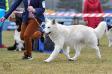 JCH PL, CH PL DIAMOND DIEGO Dancing With Wolves