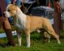  COMANCHE SOUL KRUTOY UOKER