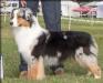 ASCA CH Testimony's DAISY DUKE