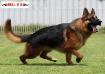 Remo Real K-9