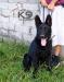 Norvok of k-9 TOP TRAINING