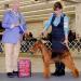 Terrydale HK Traymar National Affair