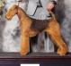 Spindletop's Boogie Back To Texas