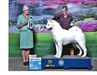 AKC CH Dem-Be's Arctic Express