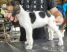 Cães Heróis Ícaro