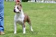 CH MEX. DRAKO