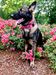 Annika Von Odom Rose K-9’s