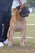 CASA ALTO CRISTELO STORM GUARDIANI WINDSOR