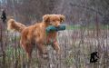  Shaggy Toller's Offshore Buffy
