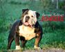  Awesome Bulldog's Angus