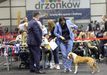 JCH.PL,EUROPEAN BABY WINNER minor puppy female AIWA COMMANDING Kowarateam
