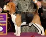 MBIS MBISS GCH Just-Wright The Full Monty