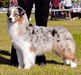 GCh Limelite's Yada Yada