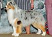 AKC GCh./HOF ASCA Ch. Bayouland's Titan of Eaglecrest