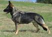 SG Supra European K9 training base