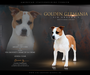  Fir Ground´s Golden Germania