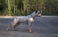  Bullhead's Finland