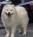 JCHRUS, CHCLUB ZLAT IMPERIYA Best Dog In The World
