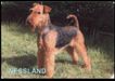 Major Hairess Of Nessland