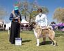 AKC pointed. Sendosan Perfect Shot Fyre Away