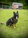 Arlo Von Odom Rose K-9