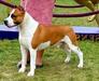 GCH De Paco XZ Absolute Dickies Without Passport