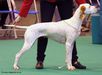 Pawprint Cool White Victory