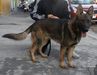 Soran Real K-9