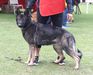 Patrona Real K-9