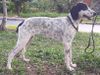 Cães Heróis Aster