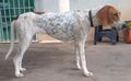 Cães Heróis Farofa