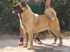  Breed Of Love Della Scuderia De Angelis