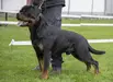 V1 Anw.Dt.J-CH VDH, Ö´BS´20, CAC, CACIB, BOB Rudi vom Hause Neubrand III