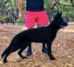 Hali Real K-9