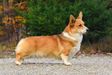  HCC Fruity Petals at Corgi Bliss