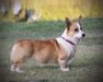  Go Corgis HCC Fion'a Texas Bluebonnet
