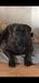 Diablo de Naraclan (Astor)