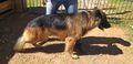Q-arghus do dog center