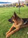 Candy de K-9