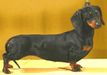 CAC, CWC Non-Fiction Pup Dachshaus