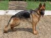 ZIVA DO ASSYRIUS